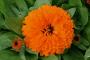 Seminte profesionale Calendula officinalis - Galbenele - imagine 49107